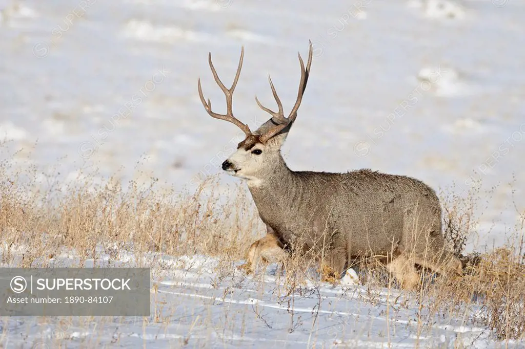 Mule deer Odocoileus hemionus buck in snow, Roxborough State Park, Colorado, United States of America, North America