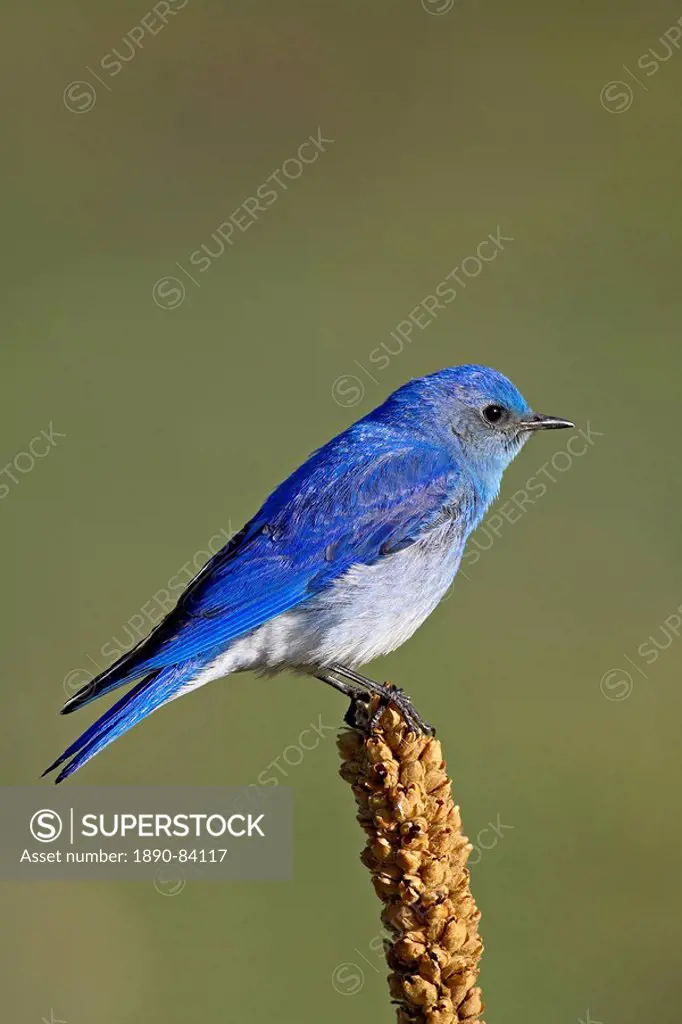 Male mountain bluebird Sialia currucoides, Douglas County, Colorado, United States of America, North America
