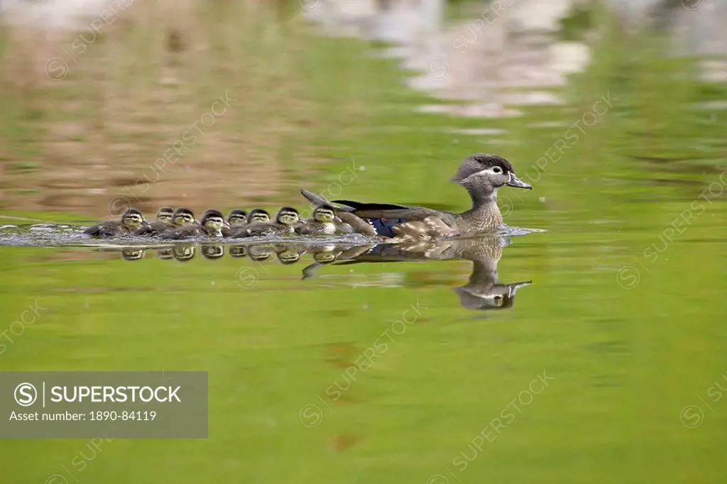 Wood duck Aix sponsa hen and ducklings swimming, Arapahoe County, Colorado, United States of America, North America