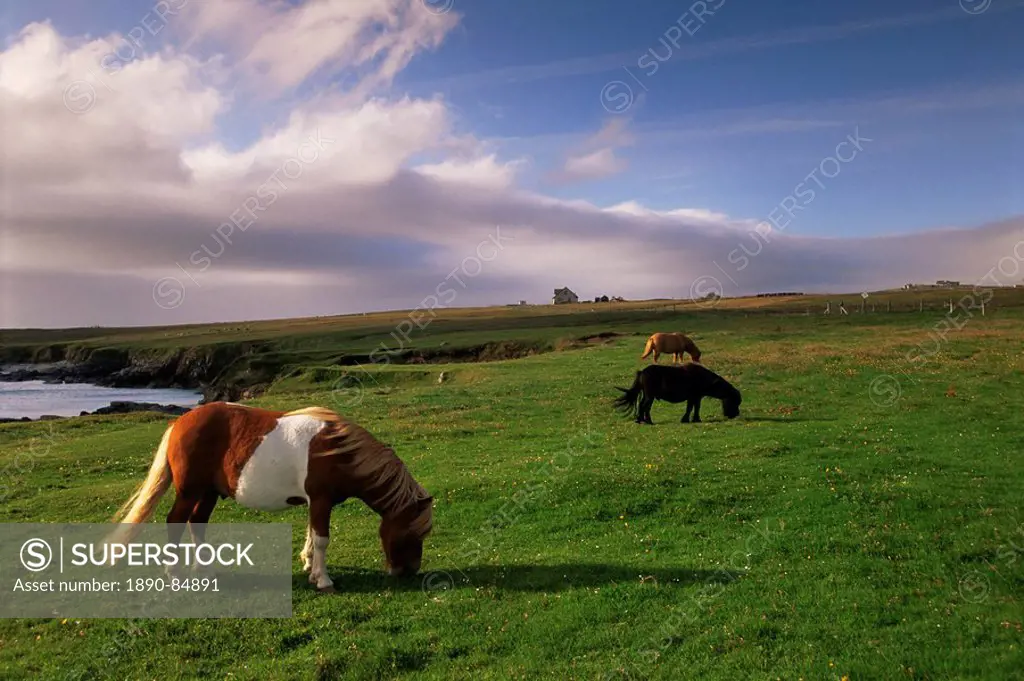 Shetland ponies, Unst, Shetland Islands, Scotland, United Kingdom, Europe