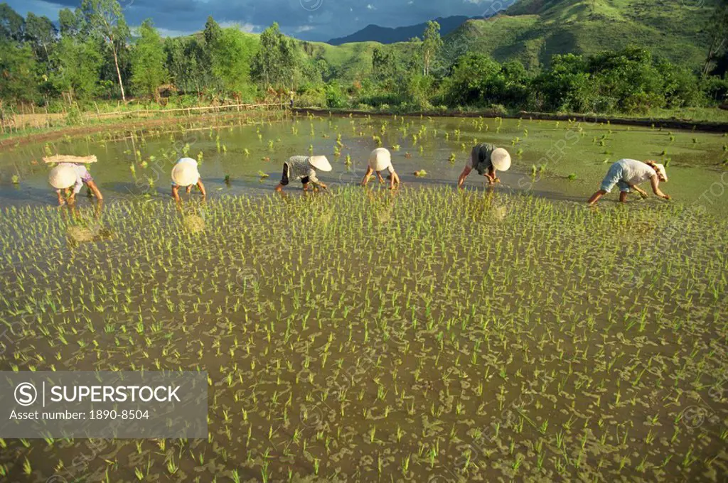 Women planting out rice in paddy fields near Lang Co in Vietnam, Indochina, Southeast Asia, Asia