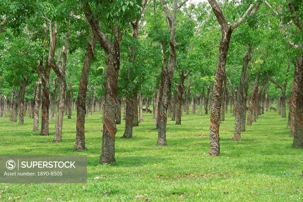 Trees in a rubber plantation at Vung Tau, Vietnam, Indochina, Southeast Asia, Asia