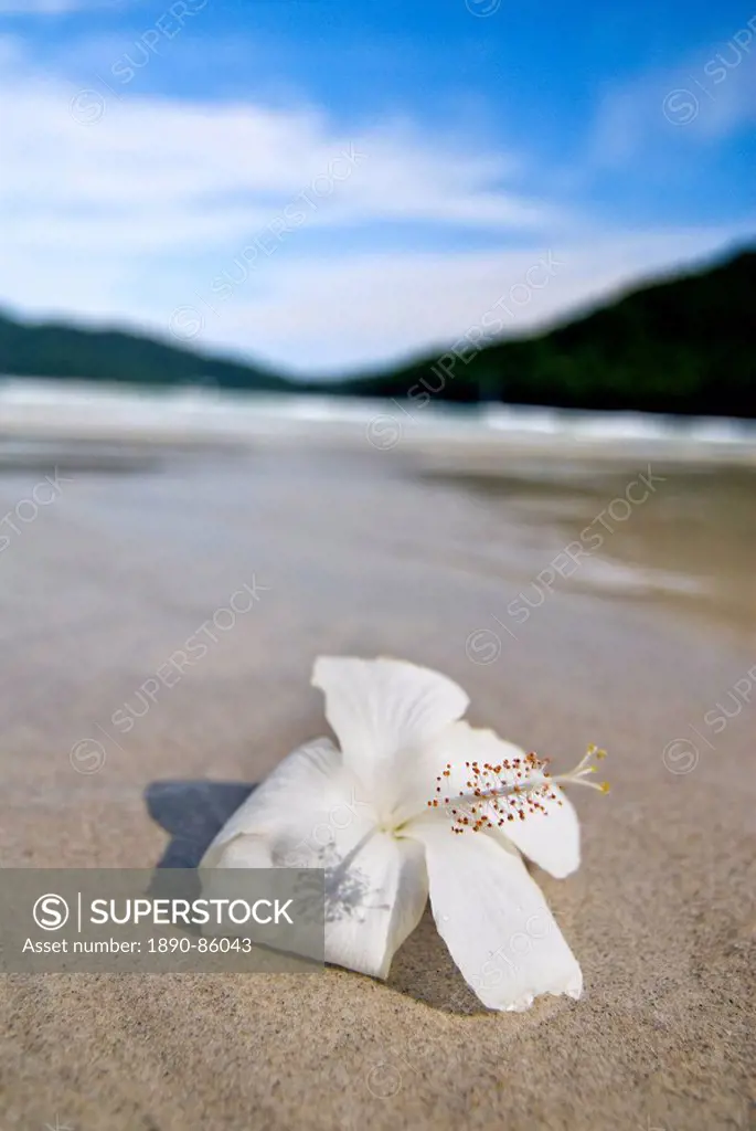 Hibiscus flower on beach, Perhentian islands, Malaysia, Southeast Asia, Asia