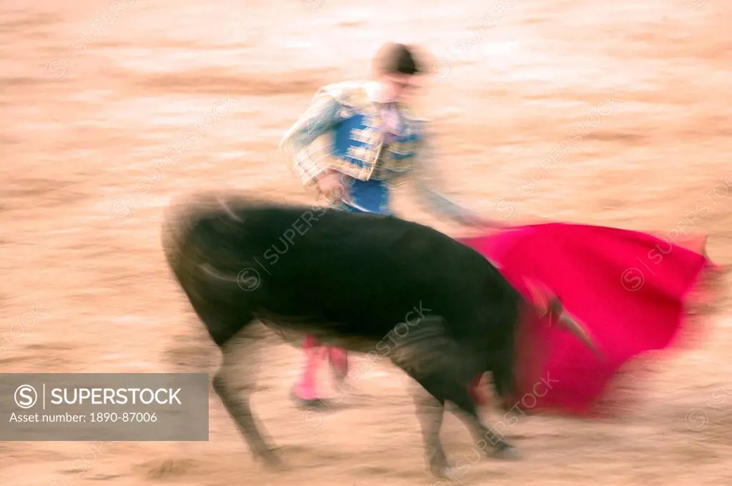 Young bulls novillos in the main square of the village used as the Plaza de Toros, Chinchon, Comunidad de Madrid, Spain, Europe