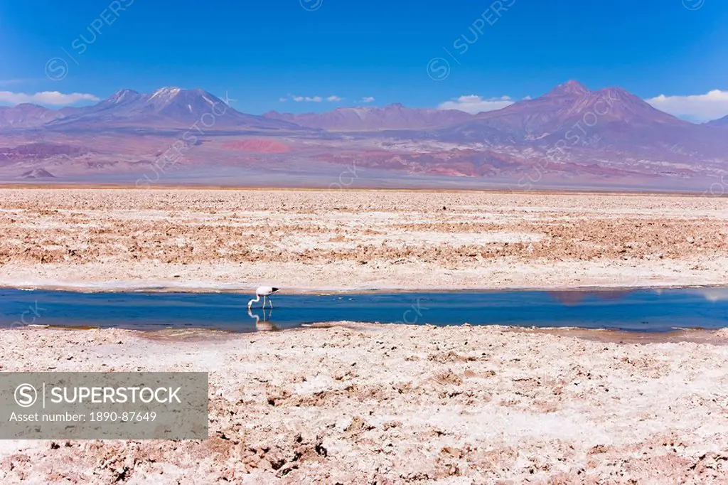 Flamingo breeding site, Laguna Chaxa, Salar de Atacama, Atacama Desert, Norte Grande, Chile, South America