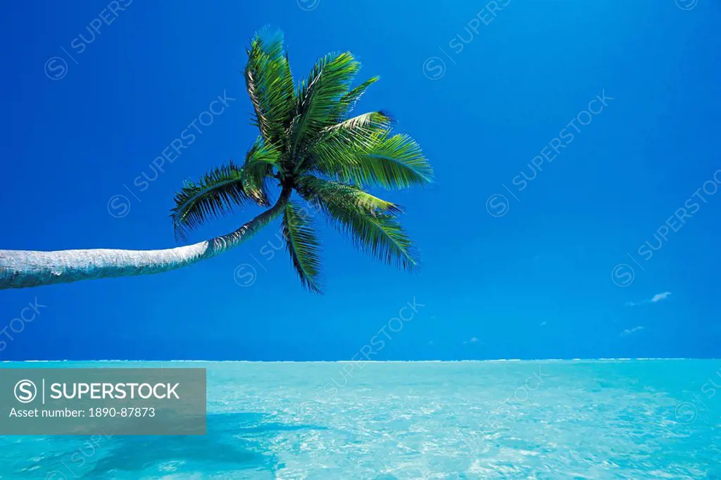 Palm tree overhanging the sea, Male Atoll, Maldives, Indian Ocean, Asia