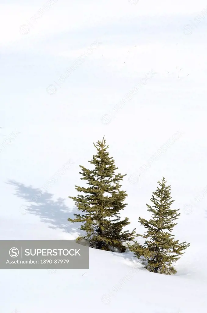 Christmas outdoor scene of snow and pine trees