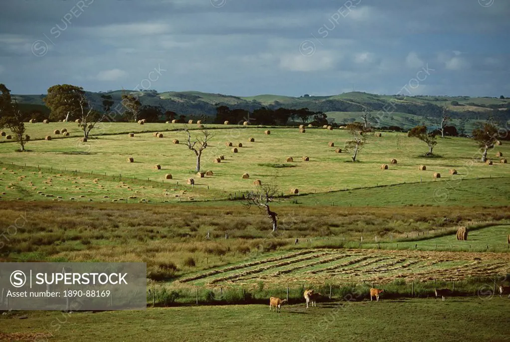 Farmland near Willunga, Fleurieu Peninsula, south of Adelaide, South Australia, Australia, Pacific