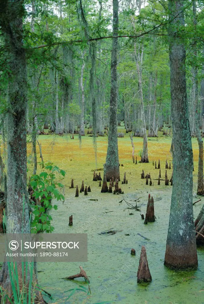 Cajun country, Atchatalaya Swamp, near Gibson, Louisiana, USA