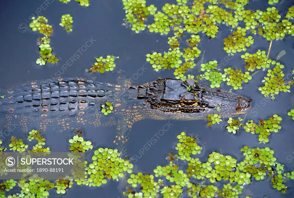 Juvenile alligator in swampland bayou at Jean Lafitte National Historical Park and Preserve, south of New Orleans, Louisiana, USA