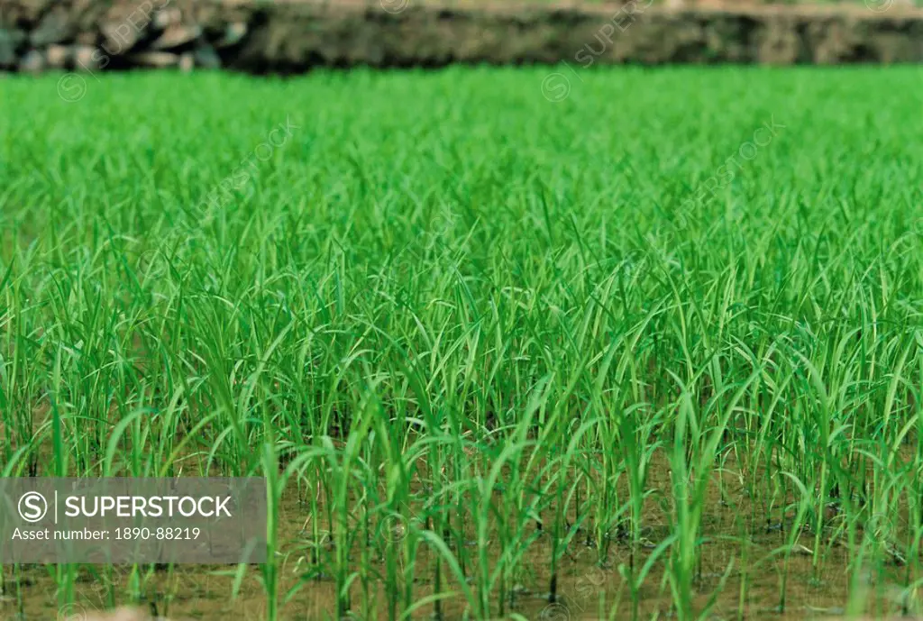 Rice growing at Longsheng, Guangxi Province, China, Asia