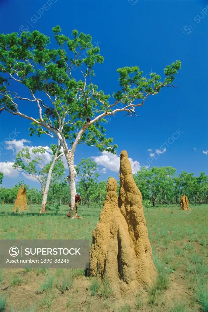 Huge termite nests or ´cathedrals´ at ´The Top End´, Kakadu National Park, Northern Territory, Australia