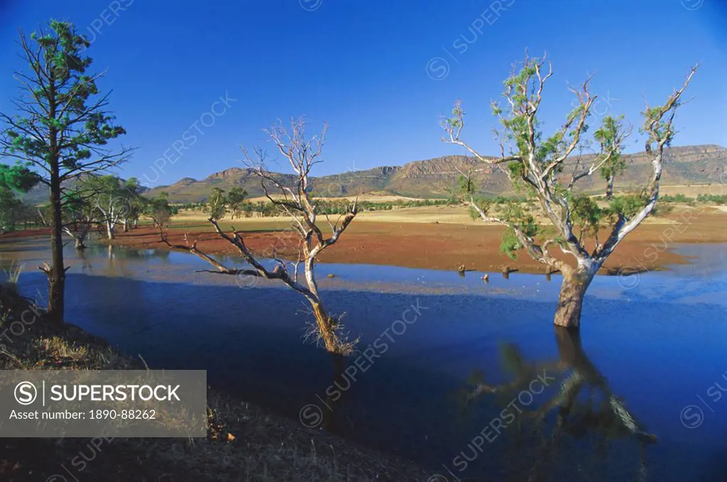 Gum trees in a billabong at Rawnsley and the southwest escarpment of Wilpena Pound, the huge natural basin in the Flinders Ranges National Park, South...