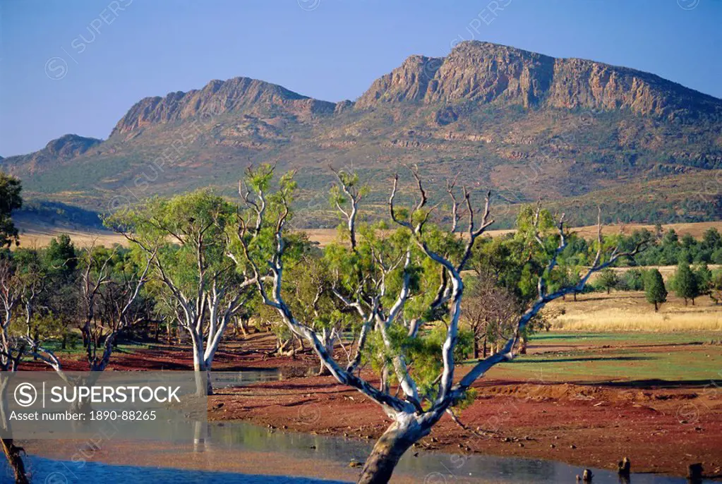 Gum trees in a billabong at Rawnsley and the south west escarpment of Wilpena Pound, a huge natural basin, Flinders Ranges National Park, South Austra...