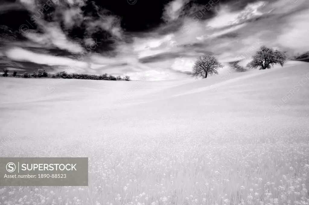 Infrared images of two trees in field of oil seed rape, near Pienza, Tuscany, Italy, Europe