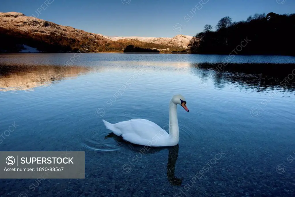 View across Grasmere on snowy winter morning with sunlight on distant fells and an adult swan on the lake edge, near Ambleside, Lake District National...