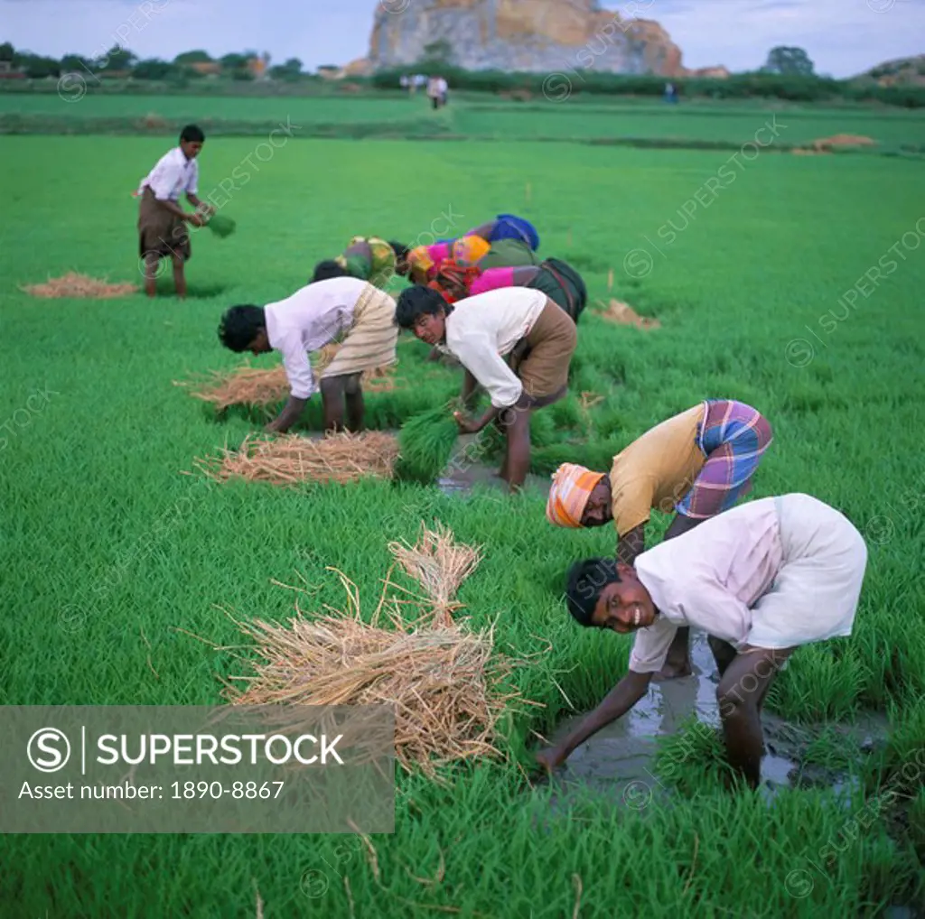 Rice paddy fields and agricultural workers, Karnataka, India, Asia