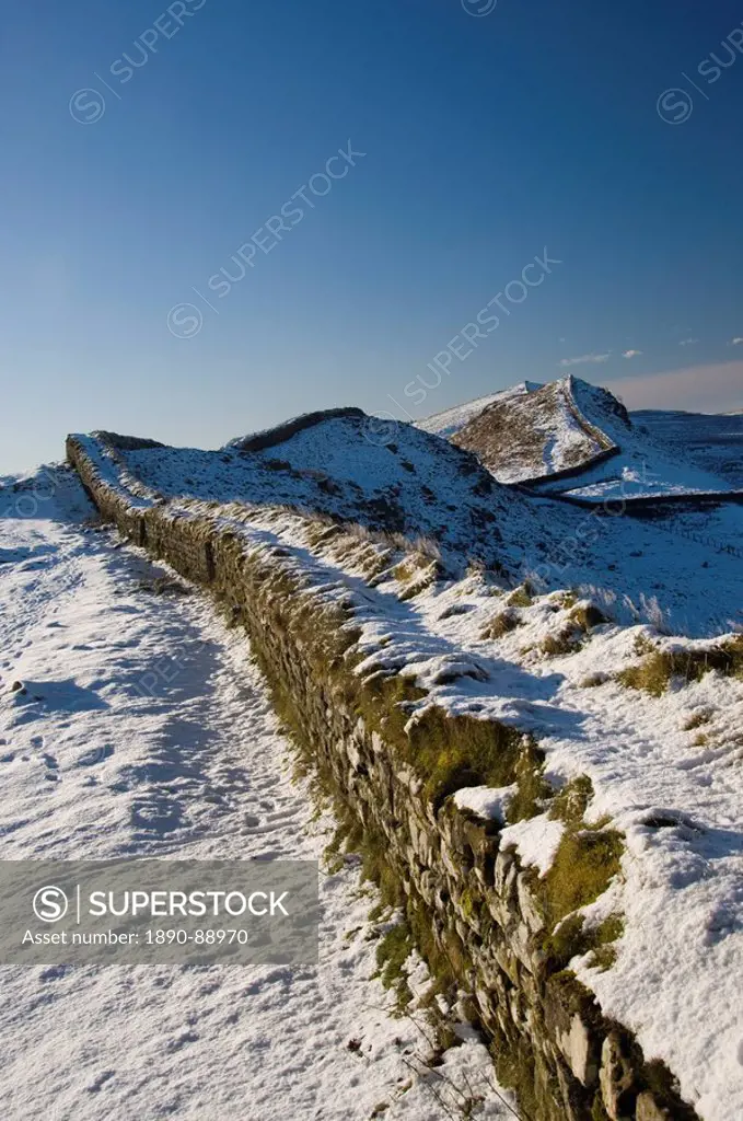 The wall snaking west from Housesteads Wood, Hadrians Wall, UNESCO World Heritage Site, Northumbria, England, United Kingdom, Europe