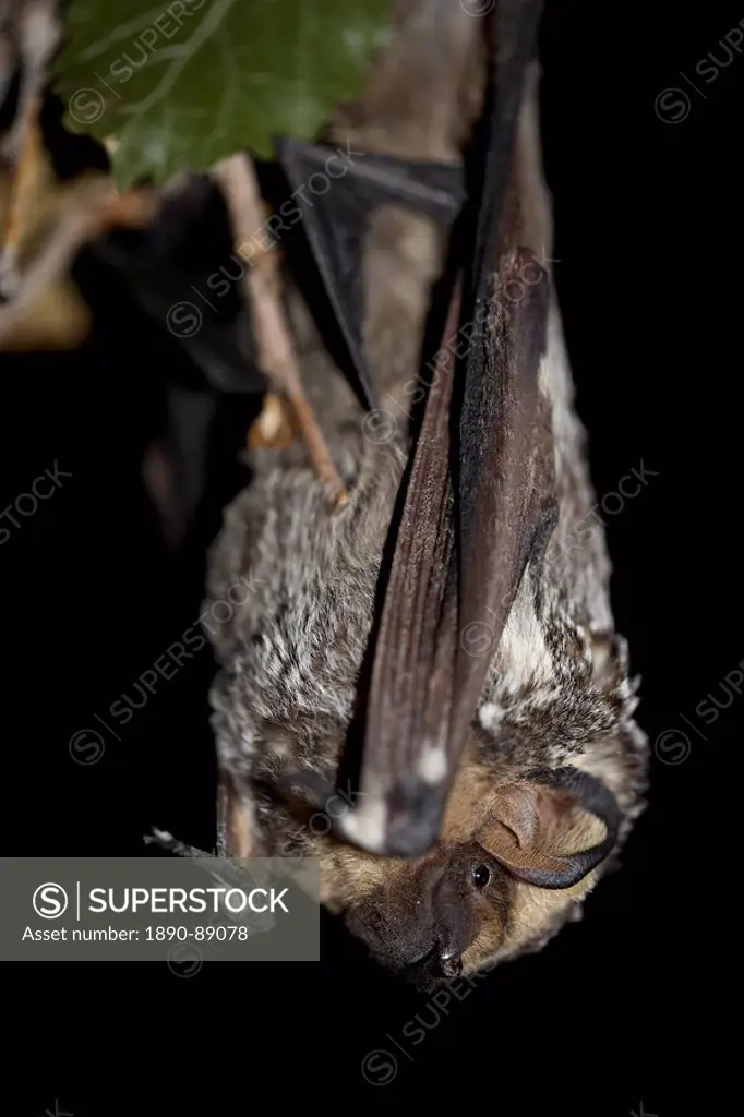 Hoary bat Lasiurus cinereus, in captivity near Portal, Arizona, United States of America, North America