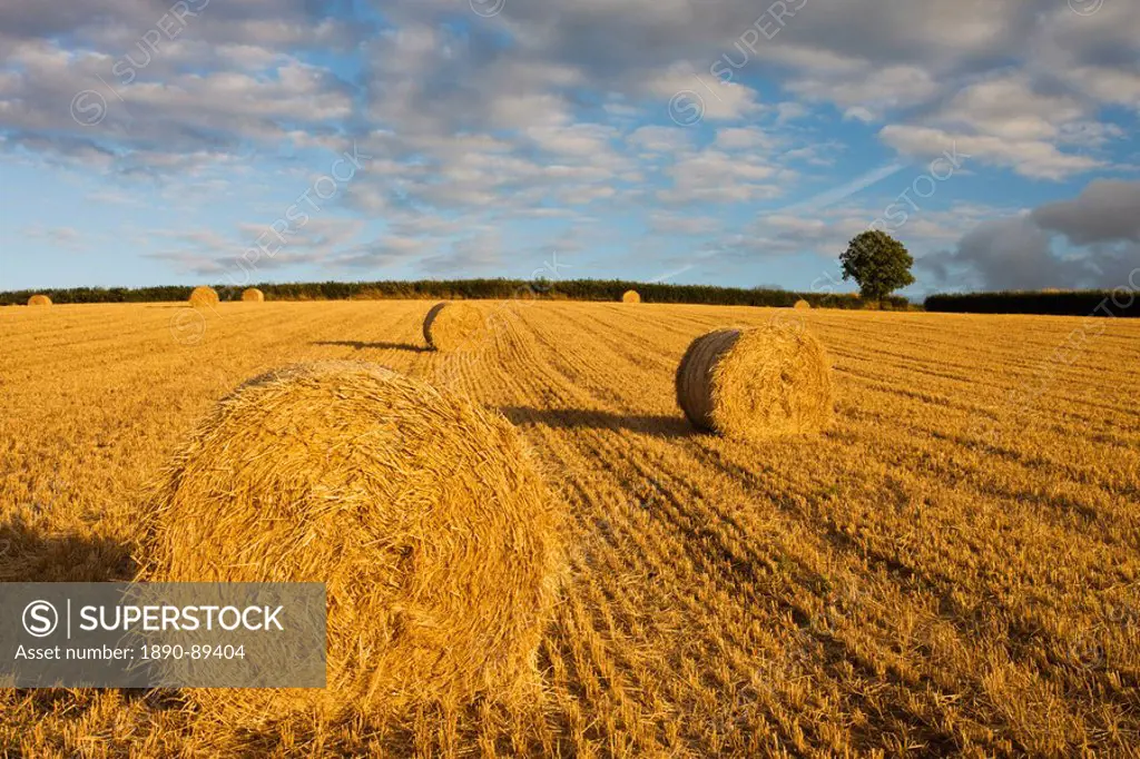 Round hay bales in a field near Morchard Bishop, Devon, England, United Kingdom, Europe