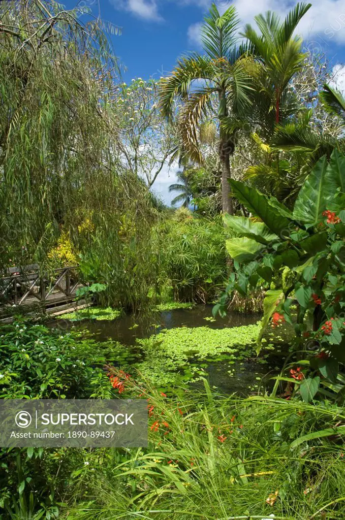 Tropical plants around a pond and bridge, Andromeda Botanic Gardens, Barbados, Windward Islands, West Indies, Caribbean, Central America
