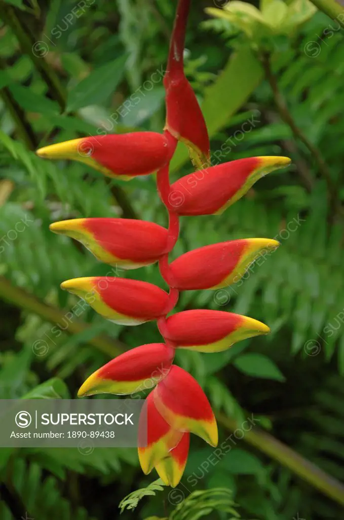 Crab´s Claw heliconia in the Andromeda Botanical Garden, Barbados, Windward Islands, West Indies, Caribbean, Central America