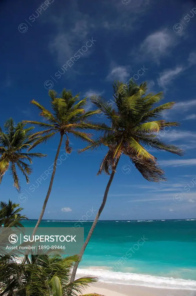 Palm trees and surf at Bottom Bay on the east coast of Barbados, Windward Islands, West Indies, Caribbean, Central America