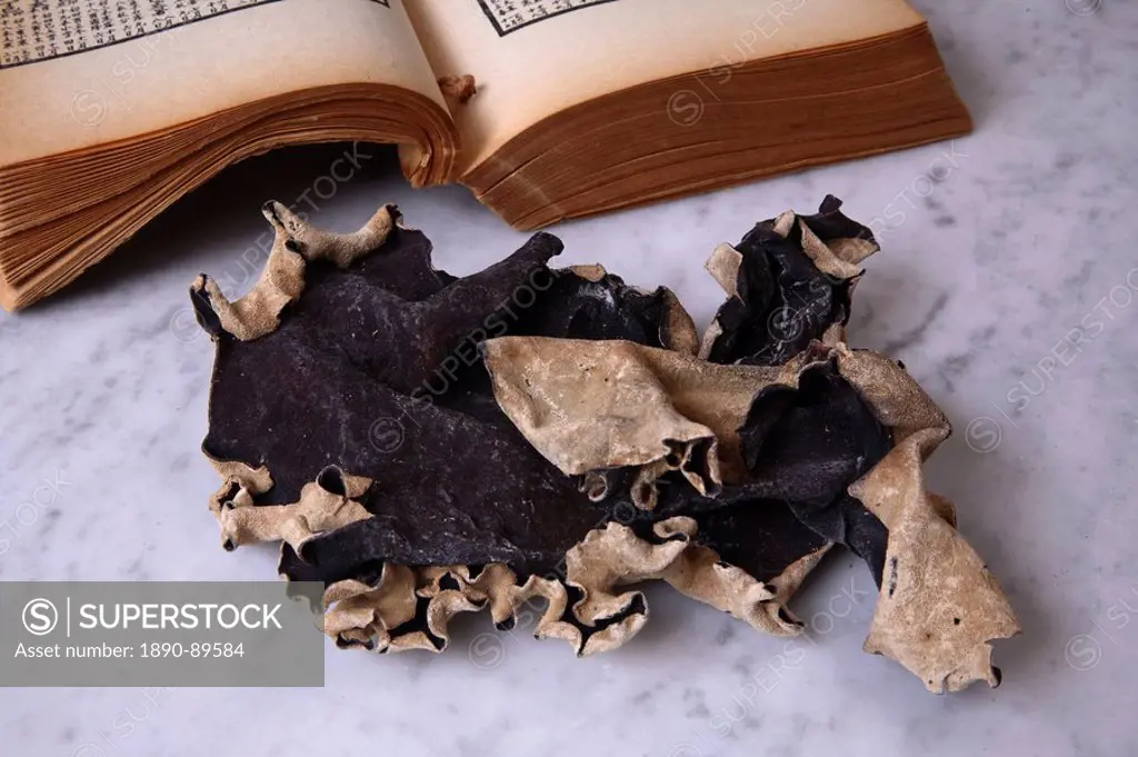 Black mushroom for traditional Chinese medicine