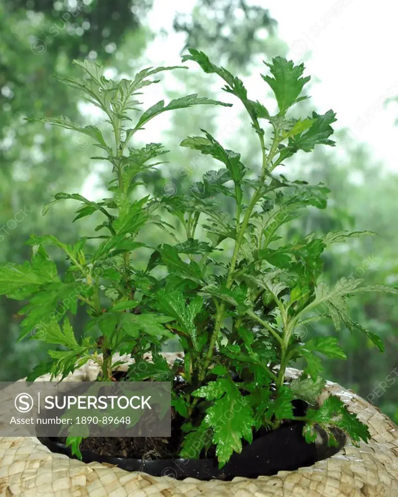 Damong maria Tagalog, Artemisia vulgaris Linn Maidenwort Chinese honeysuckle Mugwort, used for deworming, abdominal colic, asthma, dyspepsia, herpes, ...