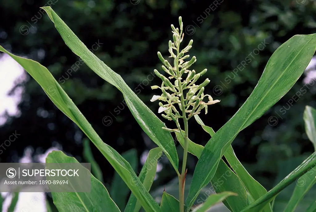 Ginger plant, used in cooking and medicine, used for stomach complaints, motion sickness, rheumatism, colds, flu, fevers and poor blood circulation