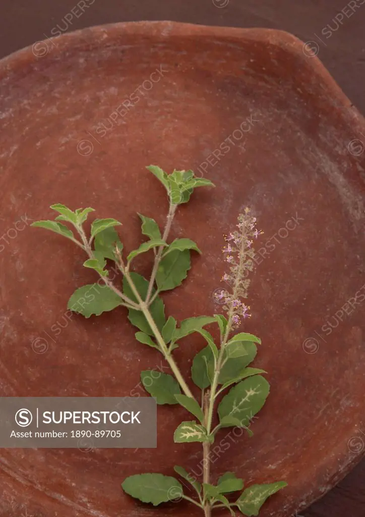 Tulsi Holy Basil Ocimum tenuflorum an important symbol in Hindu traditions and an Ayurvedic ingredient used for colds, headaches, stomach disorders, i...