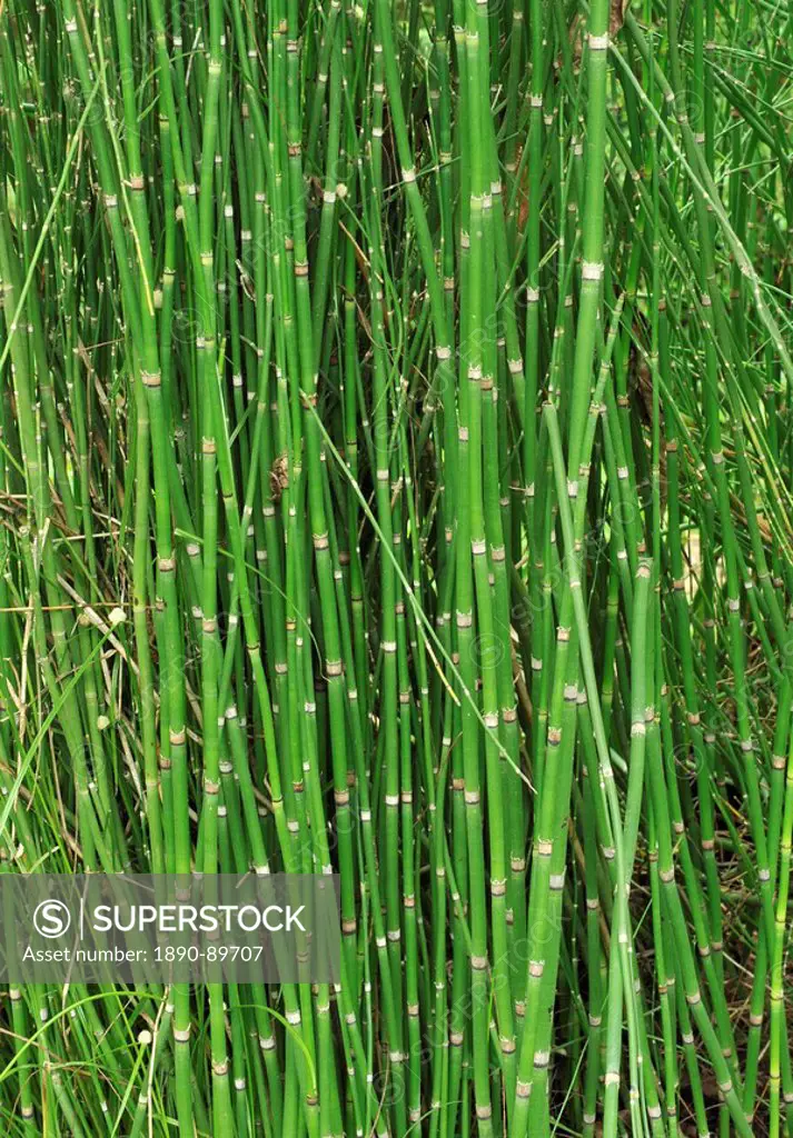 Equisetum arvense horse tail, a diuretic, decoction used for kidney problems, bleeding, wound healing, rheumatisim, gout, venereal diseases, liver pro...