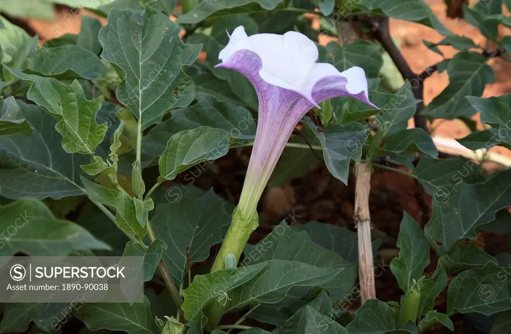 Datura Stramonium L. Thorn Apple Shivpriya, which has intoxicating, ametic, digestive and healing qualities