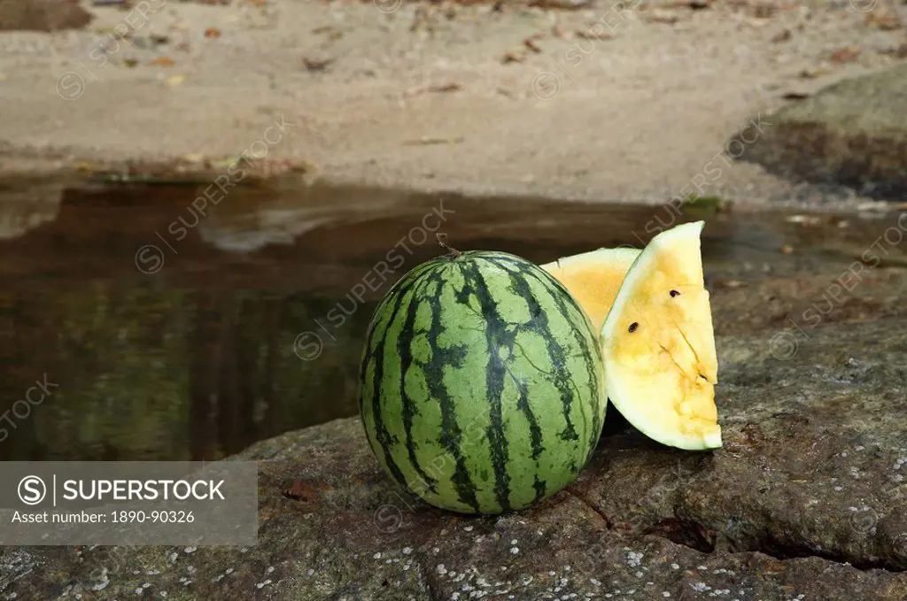 Tropical Fruits _ Watermelon