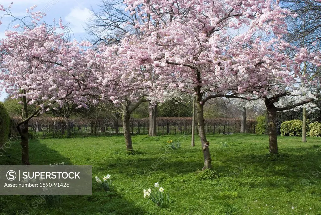 Blossom, Regent´s Park, London, England, United Kingdom, Europe