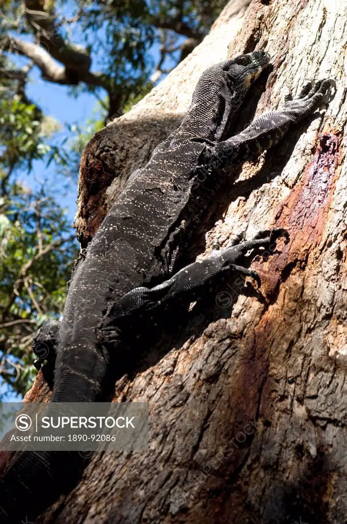 Goanna Lace Monitor Varanus varius lizard, around 2m long, up a tree, Ben Boyd National Park, New South Wales, Australia, Pacific