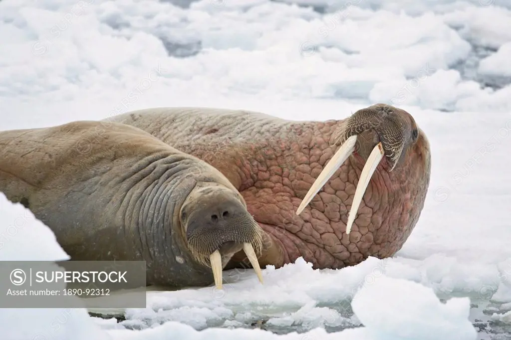 Two walruses Odobenus rosmarus on the ice, Sjuoyane Island, Svalbard Islands, Arctic, Norway, Europe