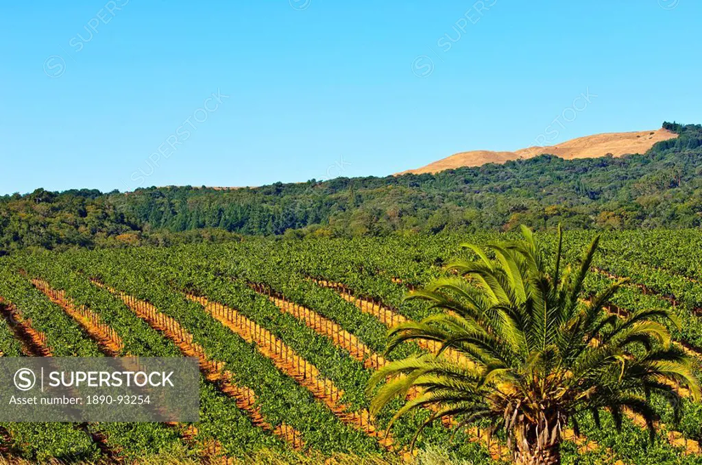 Grape vines in northern California near Mendocino, California, United States of America, North America