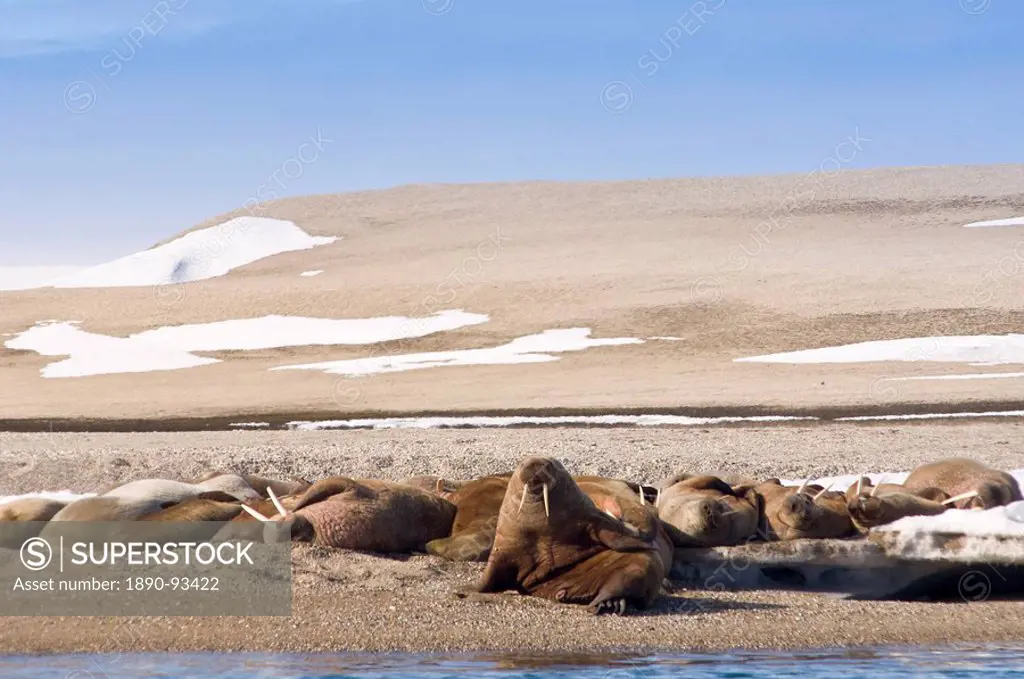 Walrus on Torellneset Island ,Nordaustlandet, Svalbard Archipelago, Norway, Arctic, Scandinavia, Europe