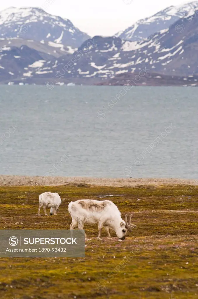 Reindeer at Ny Alesund, Svalbard Archipelago, Norway, Arctic, Scandinavia, Europe