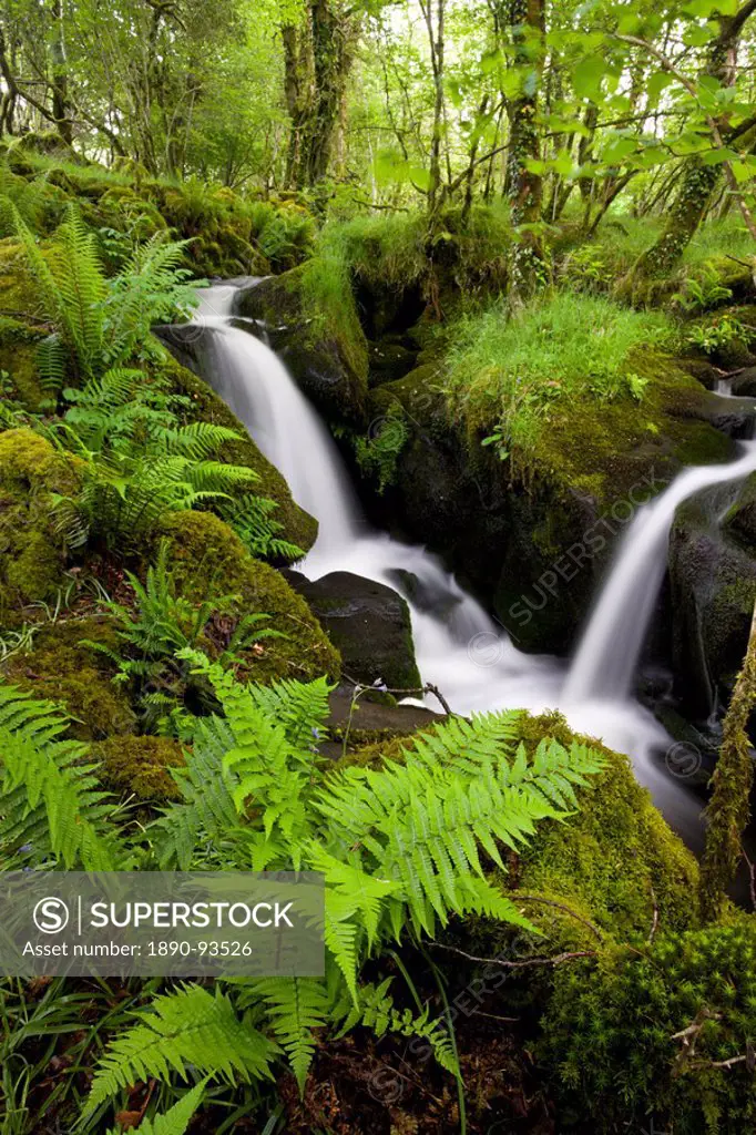 Tumbling stream in a lush green wood, Dartmoor National Park, Devon, England, United Kingdom, Europe
