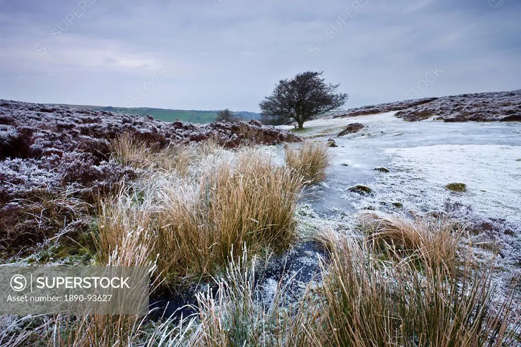Snow and ice on Porlock Common in winter, Exmoor National Park, Somerset, England, United Kingdom, Europe