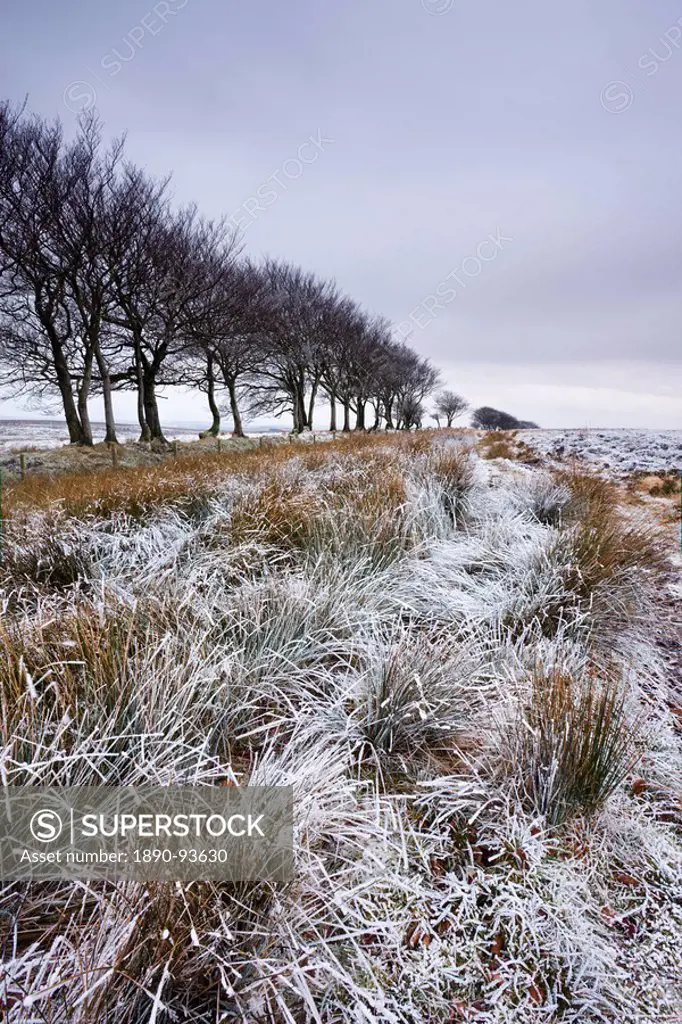 Snow dusted winter landscape by Alderman´s Barrow Allotment, Exmoor National Park, Somerset, England, United Kingdom, Europe