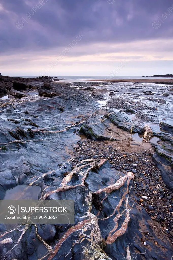 Quartz veins in the rocky shore at Crackington Haven, North Cornwall, England, United Kingdom, Europe