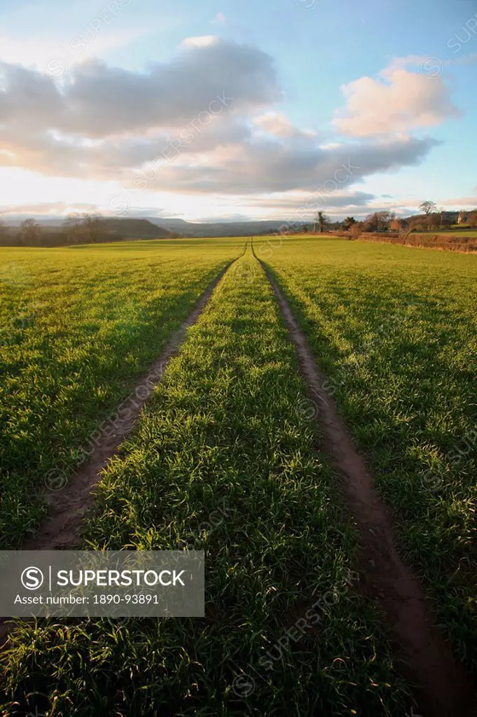 An old lane almost overtaken by grass in a field near Peterchurch, Golden Valey, Herefordshire, England, United Kingdom, Europe
