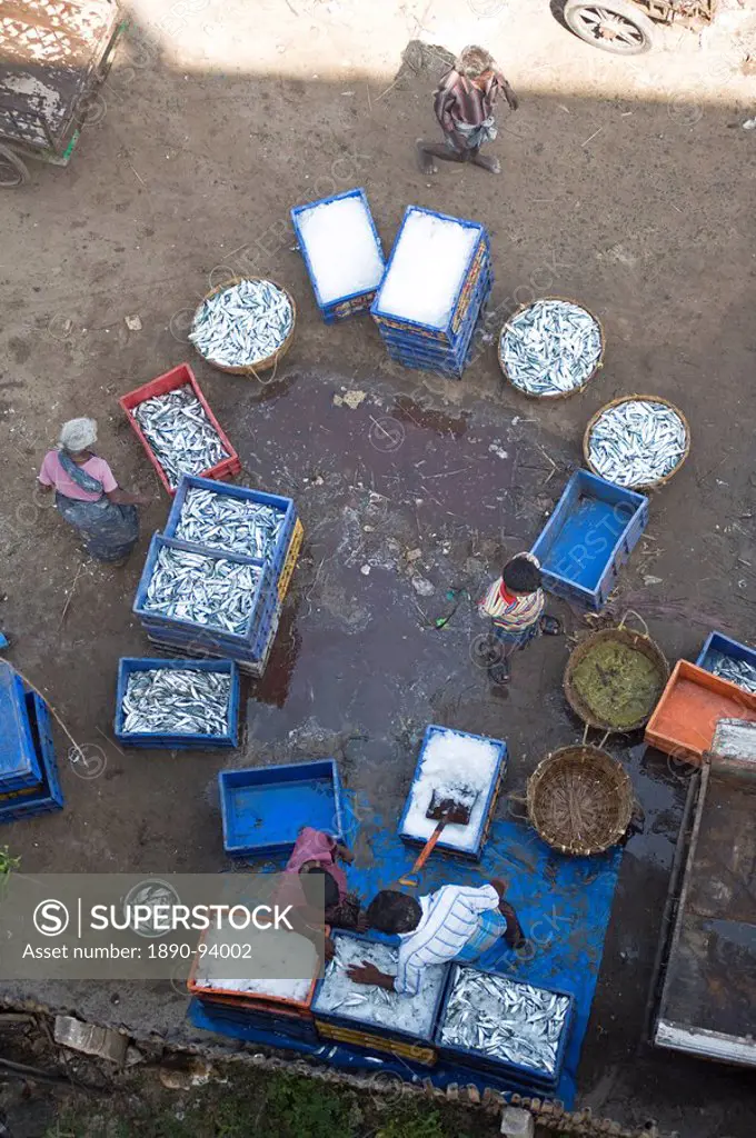 Sorting the morning´s catch of fish, Dhanushkodi, Tamil Nadu, India, Asia
