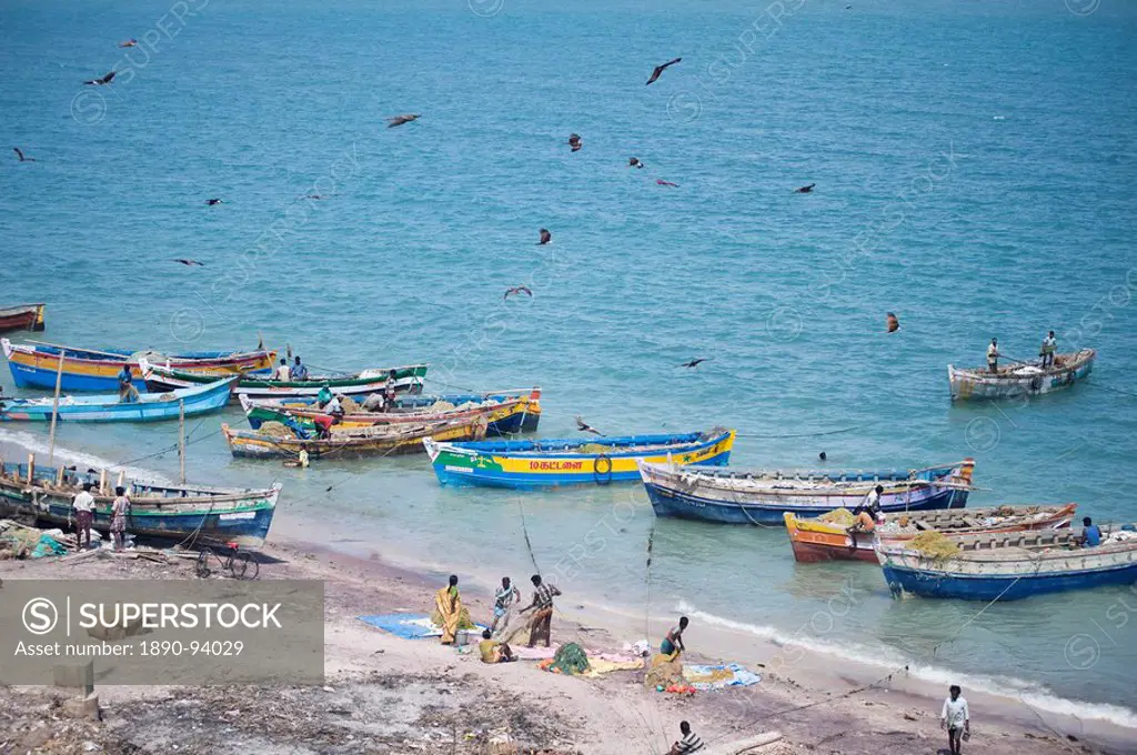 Brahmin kites soar over the boats as the morning´s catch of fish is unloaded, Dhanushkodi, Tamil Nadu, India, Asia