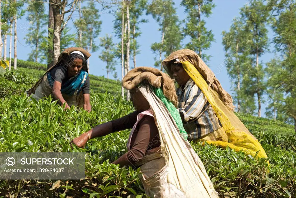 Women picking tea, Vythiri, Wayanard district, Kerala, India, Asia
