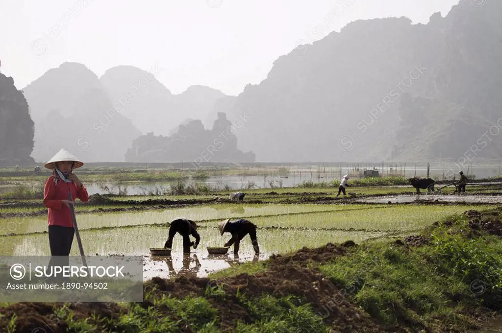 Rice planters working in paddy fields, Vietnam, Indochina, Southeast Asia