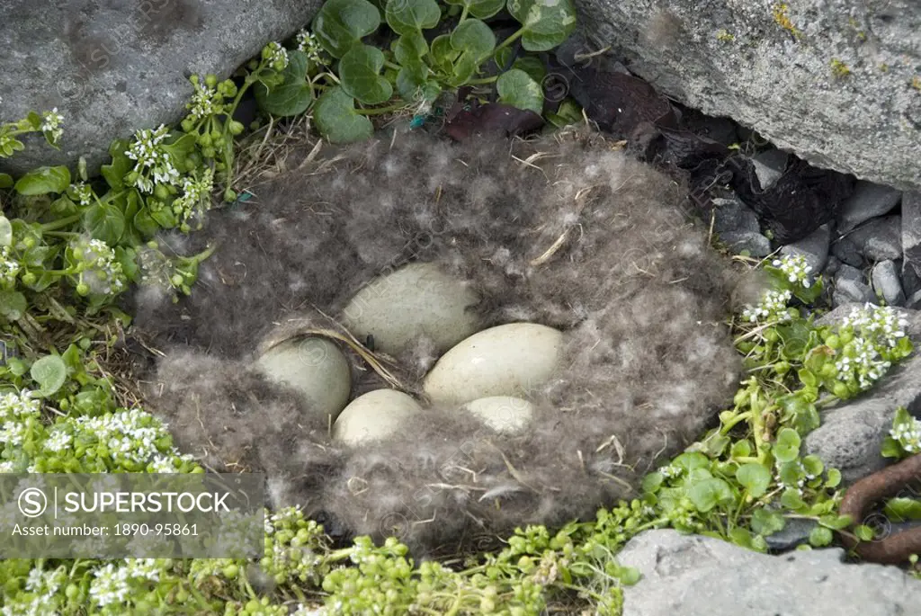Eider duck eggs in nest made of eider down, Vigur Island, Isafjordur, Iceland, Polar Regions